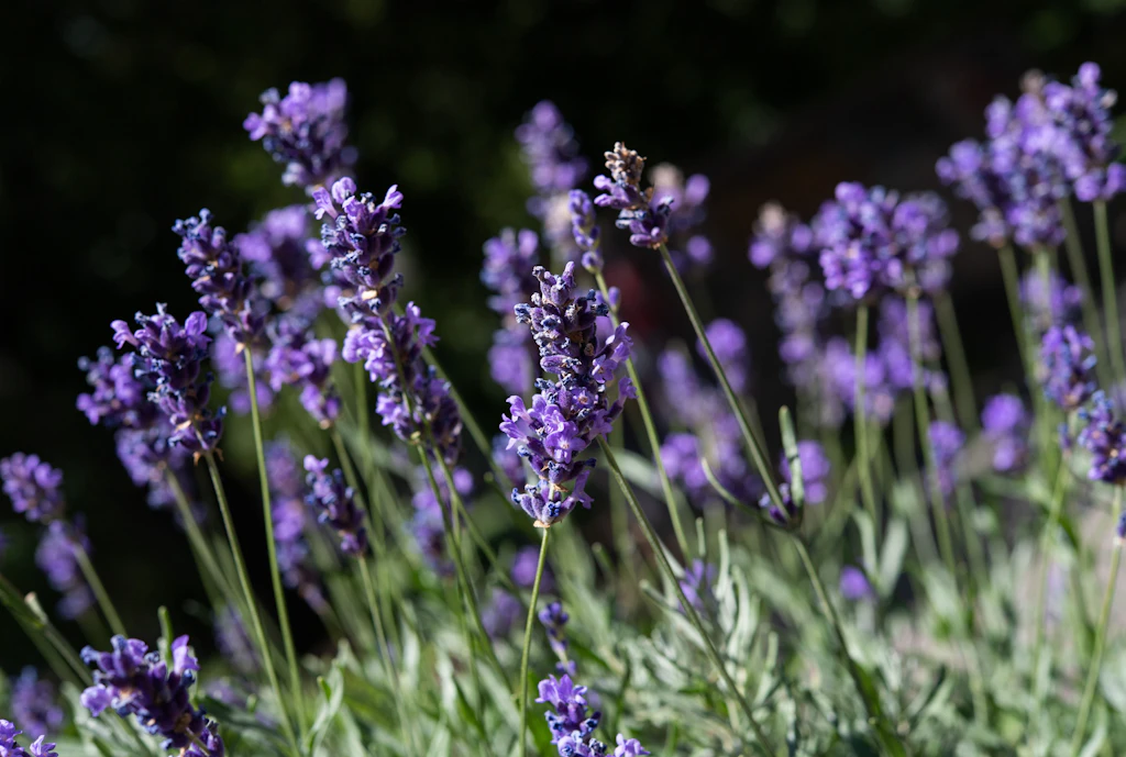 Lavendel schneiden, pflanzen und pflegen: SO gelingt es mit den besten Tipps vom Profi-Gärtner!