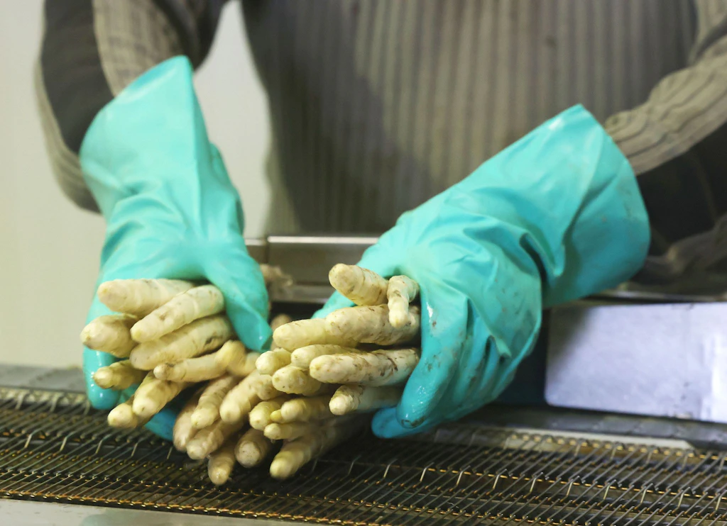 Bauernverband beklagt Dumpingpreise bei Spargel