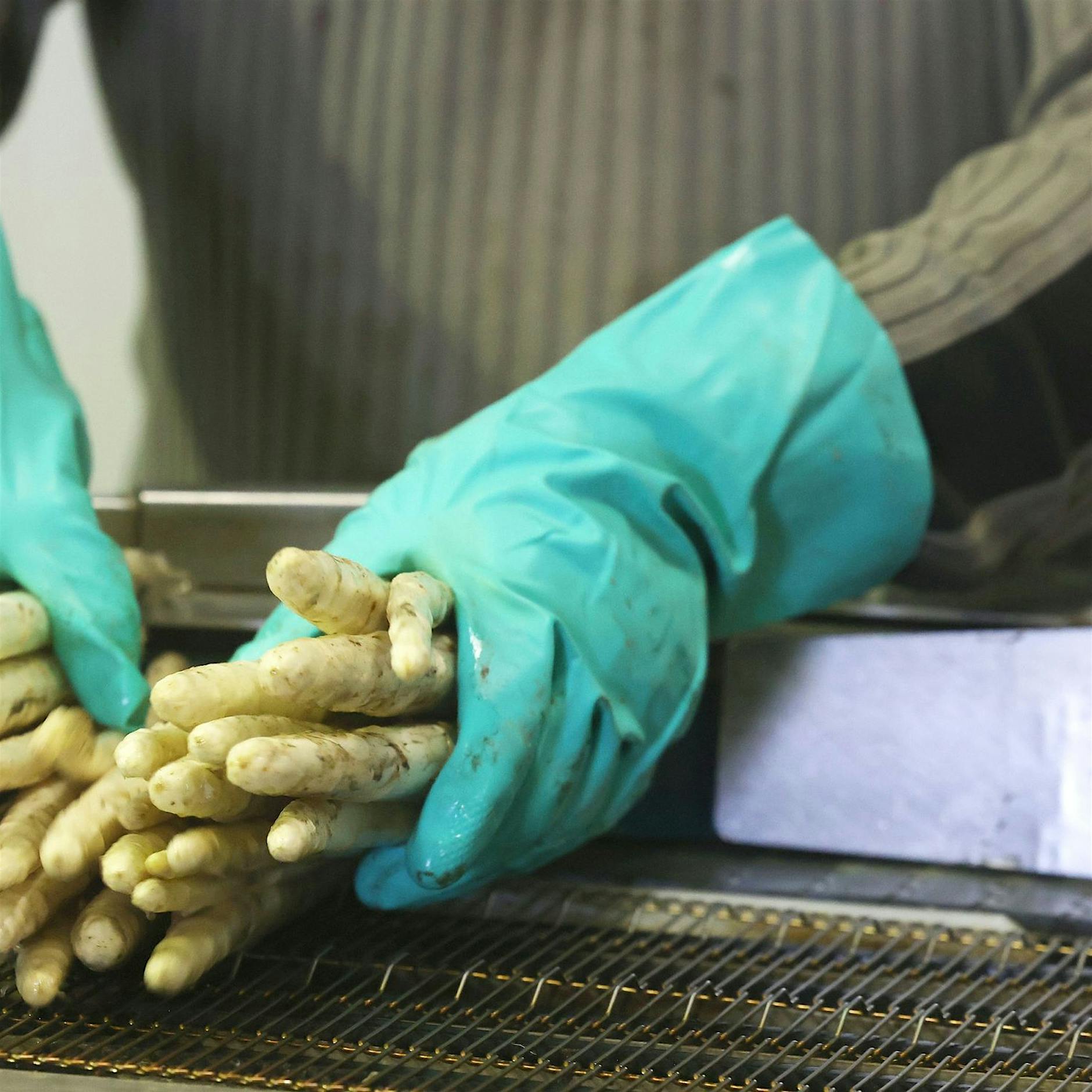 Bauernverband beklagt Dumpingpreise bei Spargel