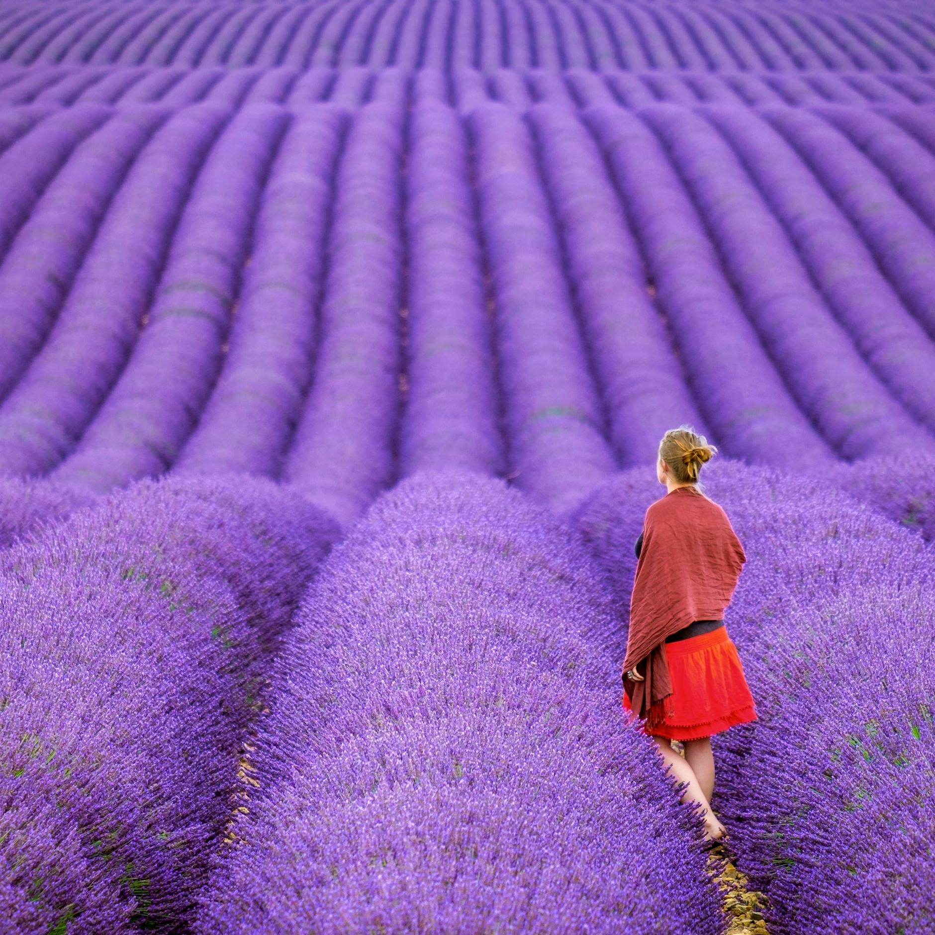 Sind weltberühmt: die Lavendel-Felder in der französischen Provence.