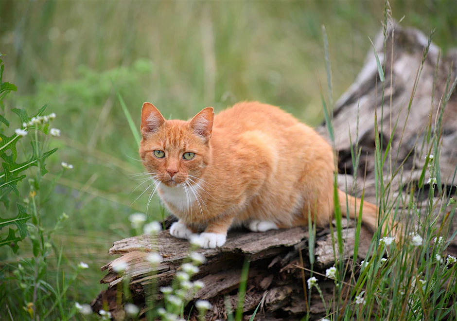 ARCHIV - Eine Katze mit rotem Fell sitzt in einer Wiese.
