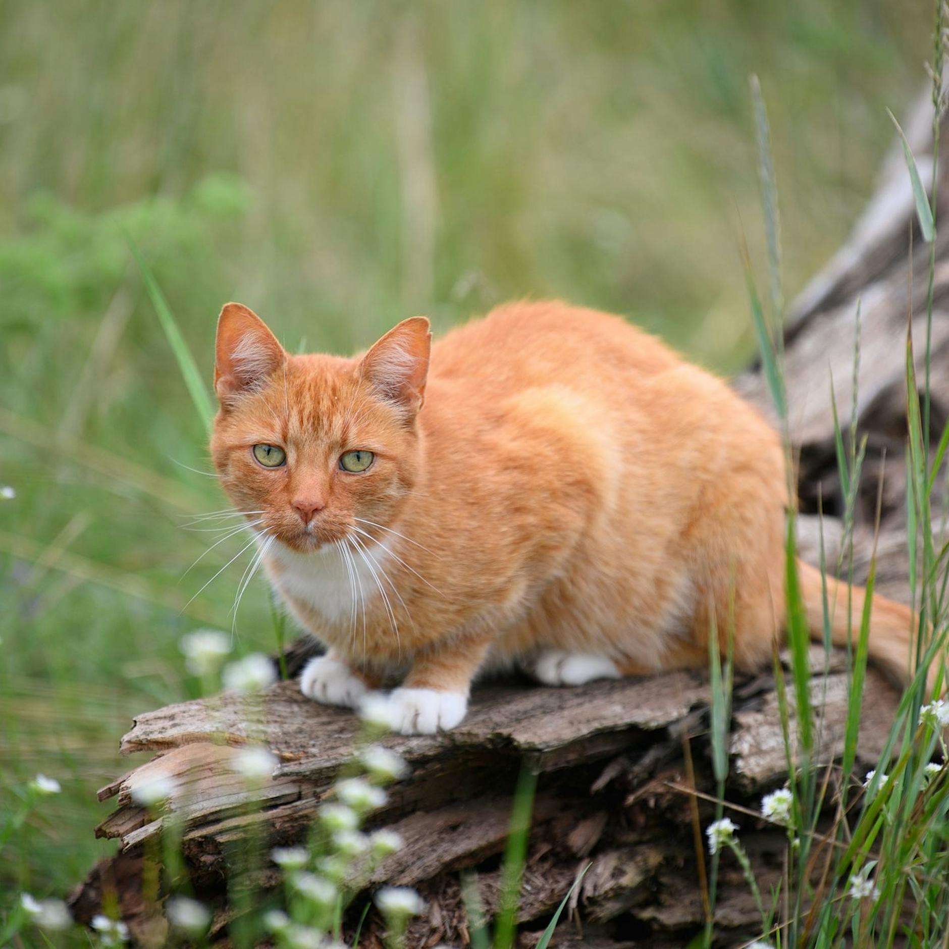 Hausarrest! In Berlin dürfen unkastrierte Katzen jetzt nicht mehr vor die Tür