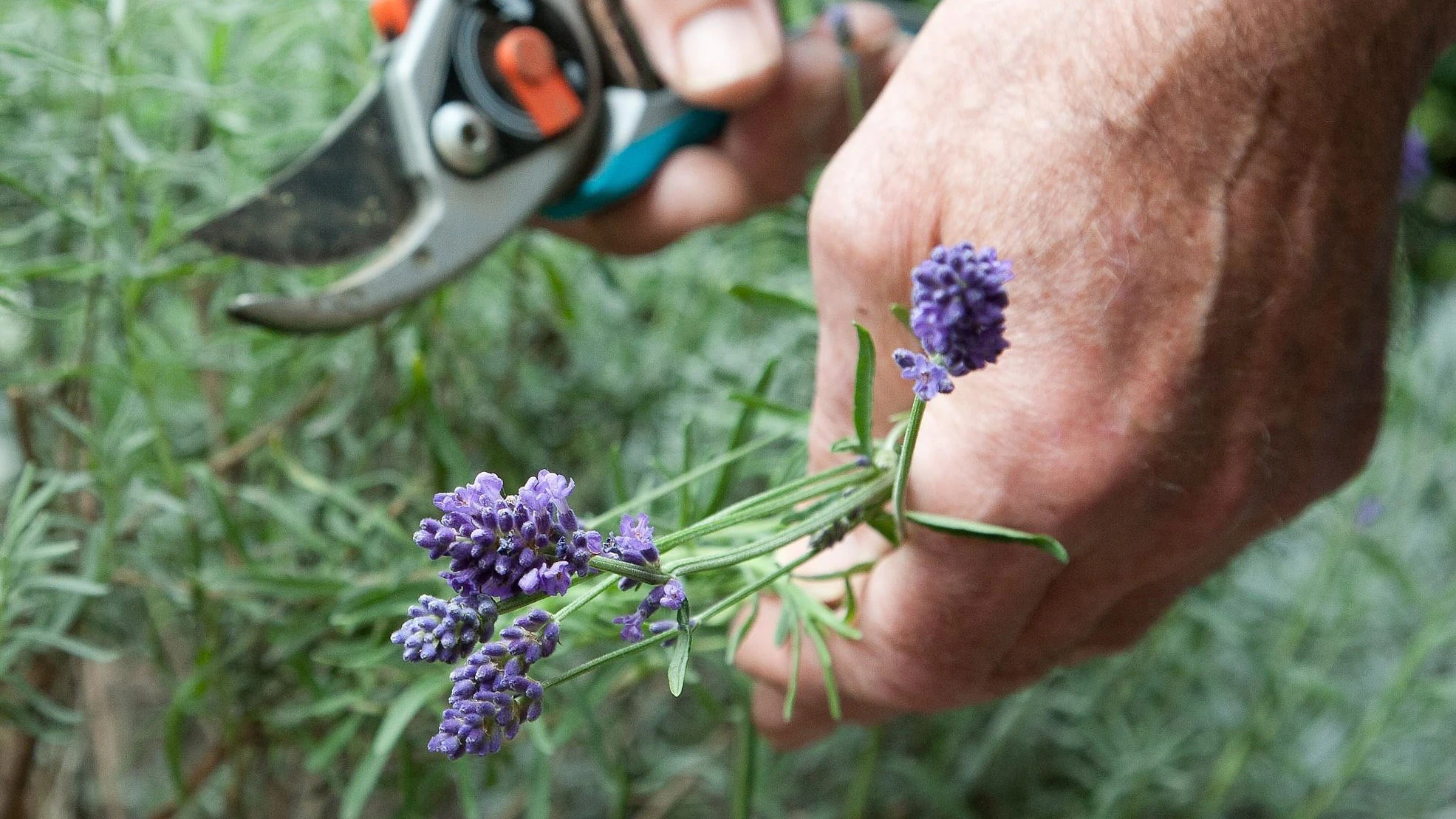 Lavendel sollte man regelmäßig ernten, damit neue Blüten wachsen können.