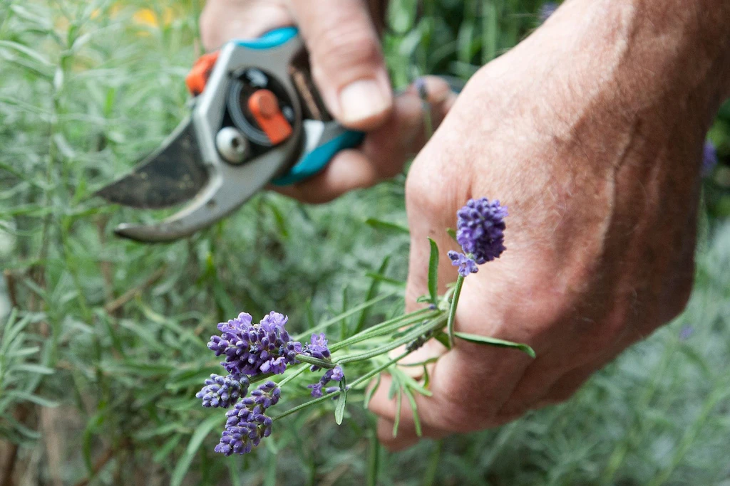 Lavendel schneiden, pflanzen und pflegen: SO gelingt es mit den besten Tipps vom Profi-Gärtner
