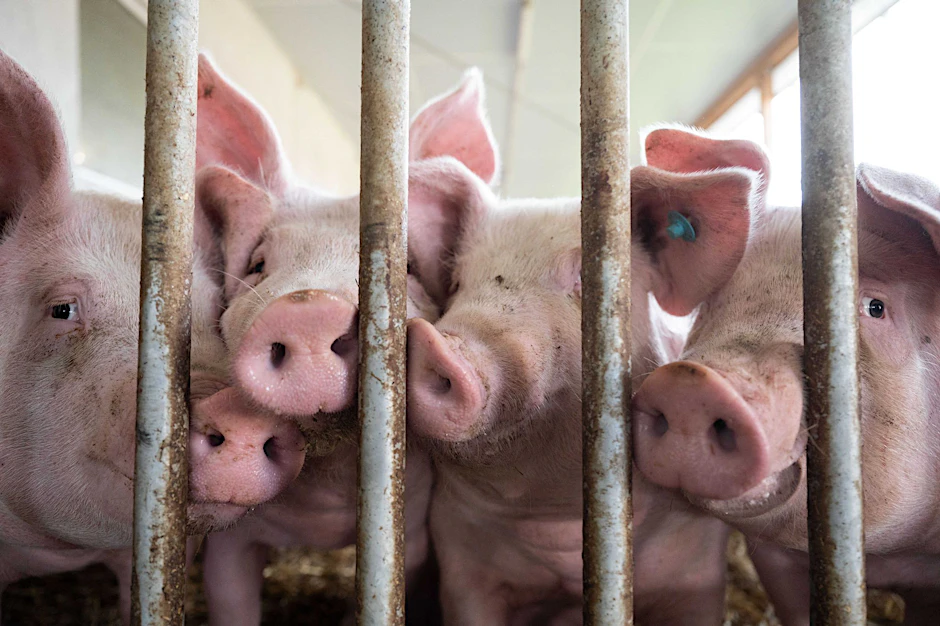 ARCHIV - Schweine stehen in einem Schweinestall. Die Ampel-Koalition ringt seit Wochen um eine Finanzierung für den geplanten Umbau der Tierhaltung hin zu höheren Standards.  