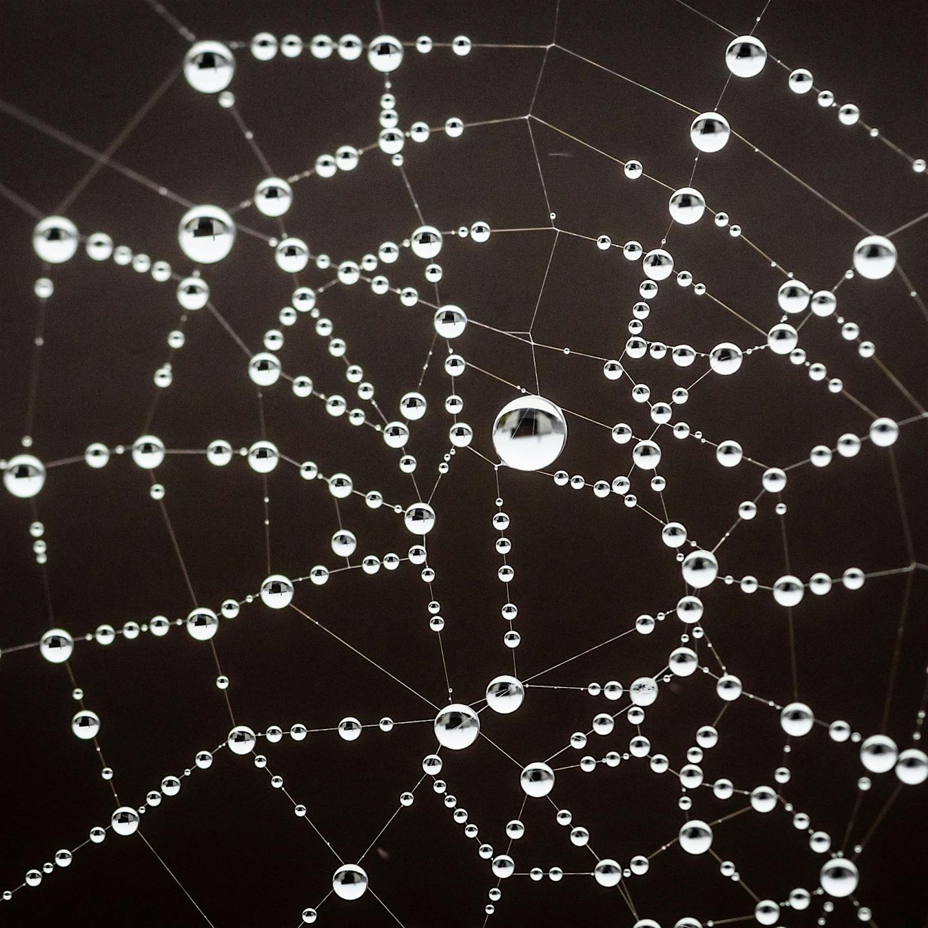 Image - Viele Spinnennetze sind voller Mikroplastik