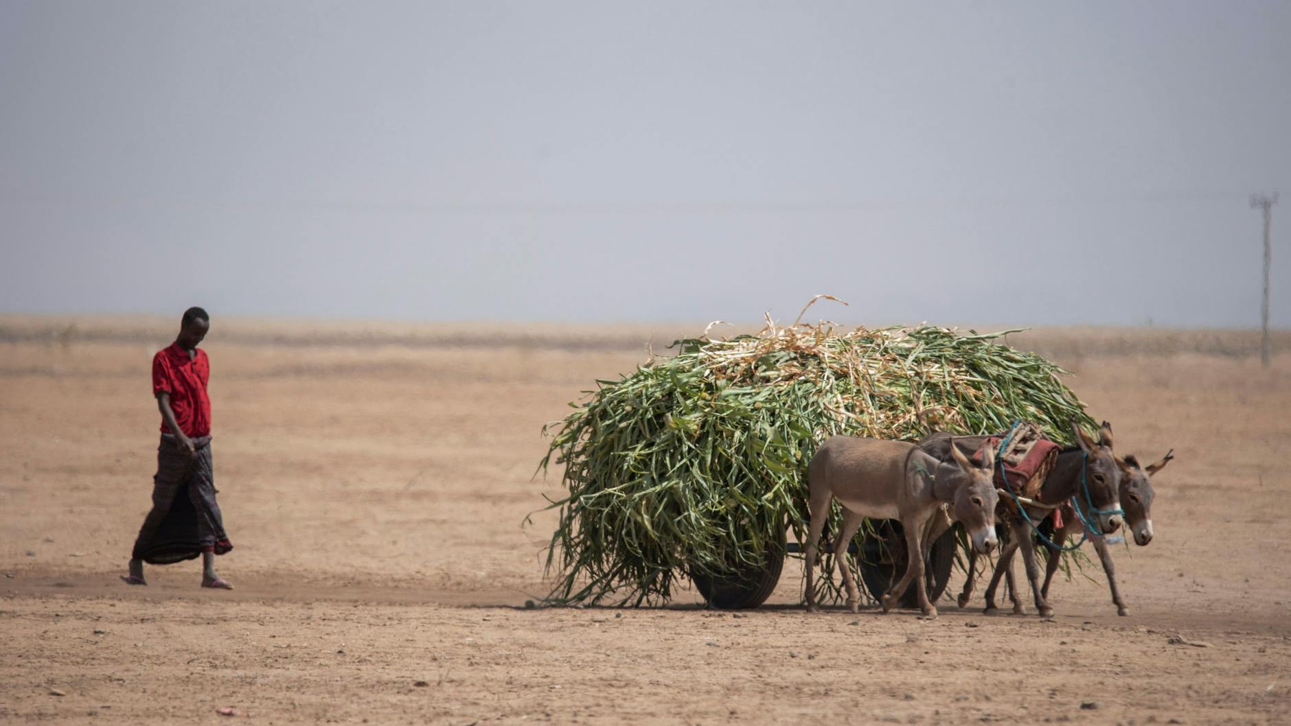 Millionen von Menschen in Afrika droht aufgrund einer schweren Dürre eine Hungersnot. (Symbolbild)