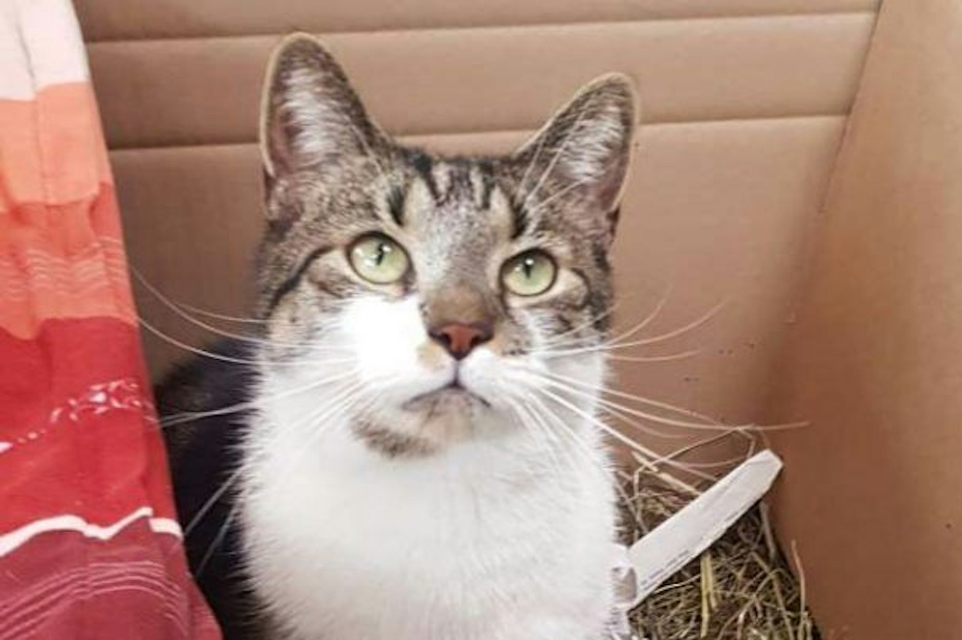 Kater Balu verletzte sich bei einem Unfall schwer, sucht nun ein neues Zuhause.