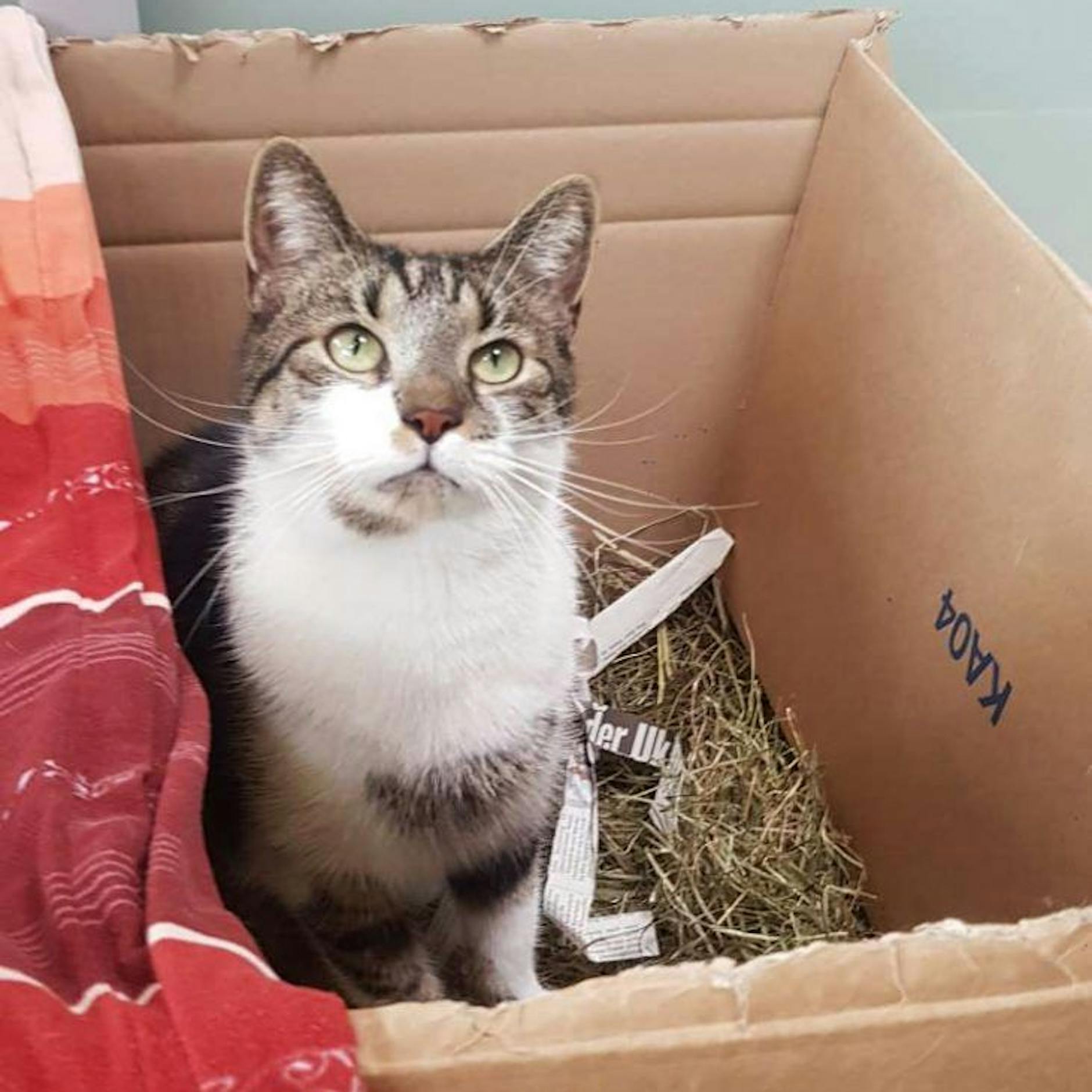 Armer, kleiner Balu! Dieser süße Kater aus dem Tierheim Berlin hat eine schreckliche Verletzung – wer gibt ihm eine zweite Chance?