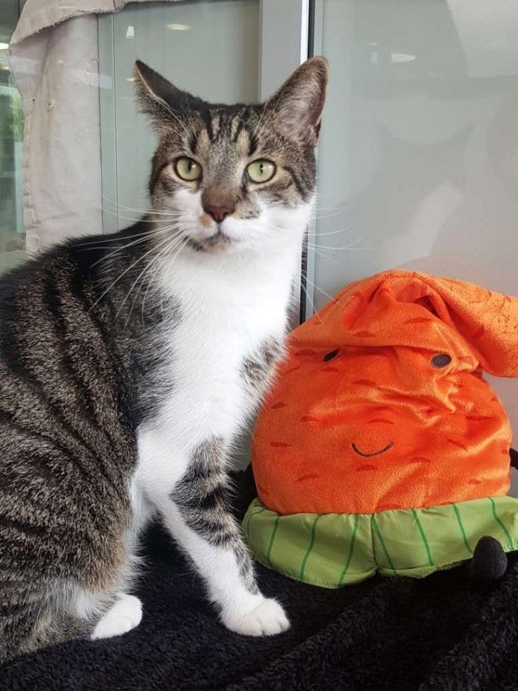 Findet Balu ein neues Zuhause? Momentan wartet der Kater im Tierheim Berlin auf seine zweite Chance.