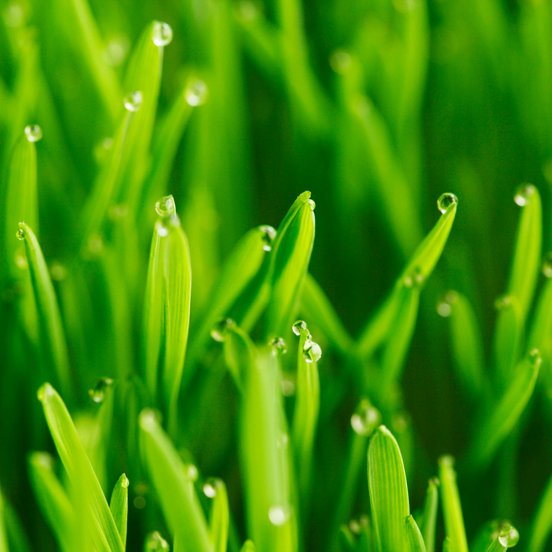 Kann man nassen Rasen mähen? Worauf Sie bei feuchtem Gras achten müssen und was Sie mit nassem Rasenschnitt niemals tun sollten