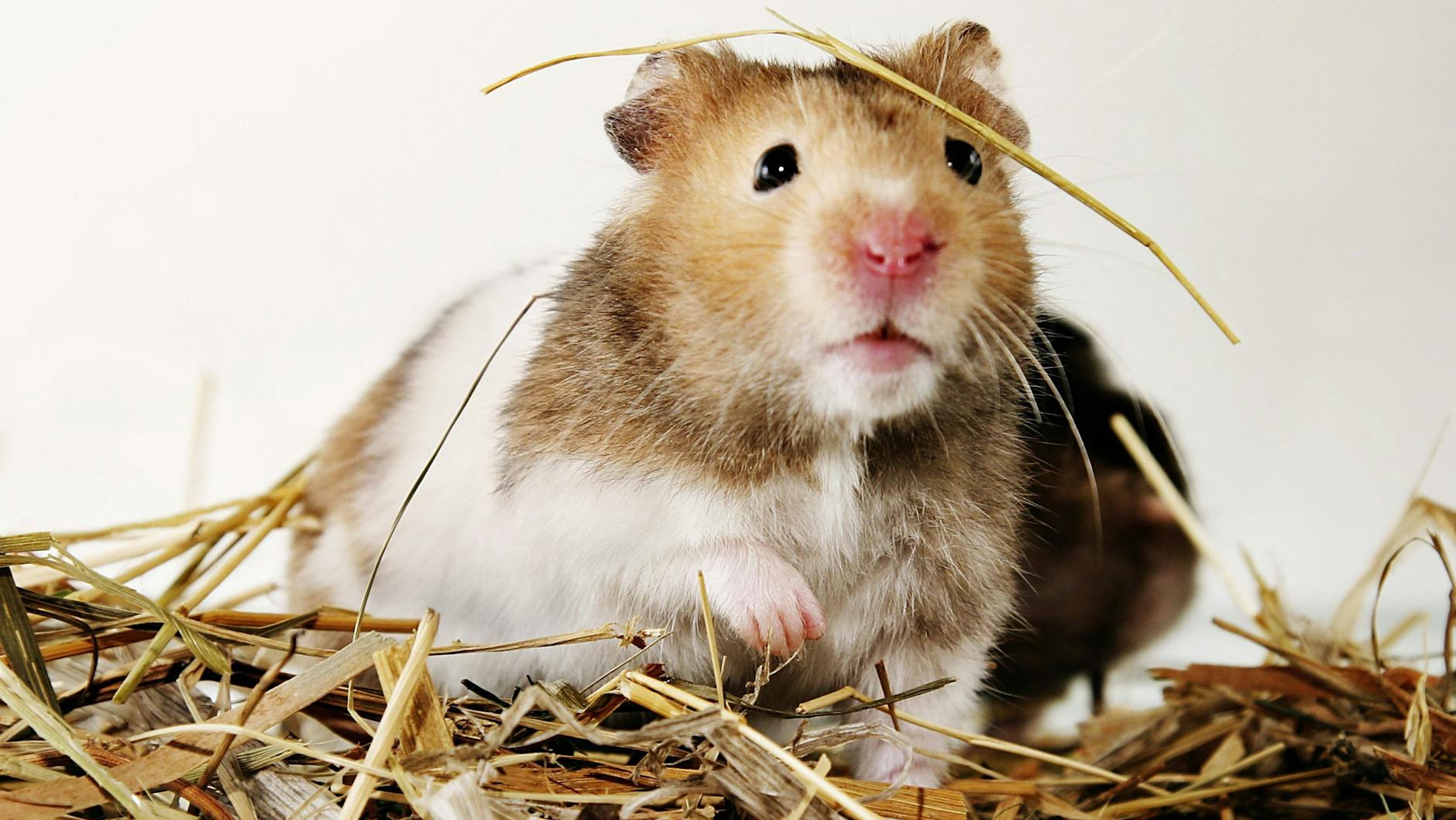 Nagetiere wie der Goldhamster sind von Affenpocken besonders gefährdet.