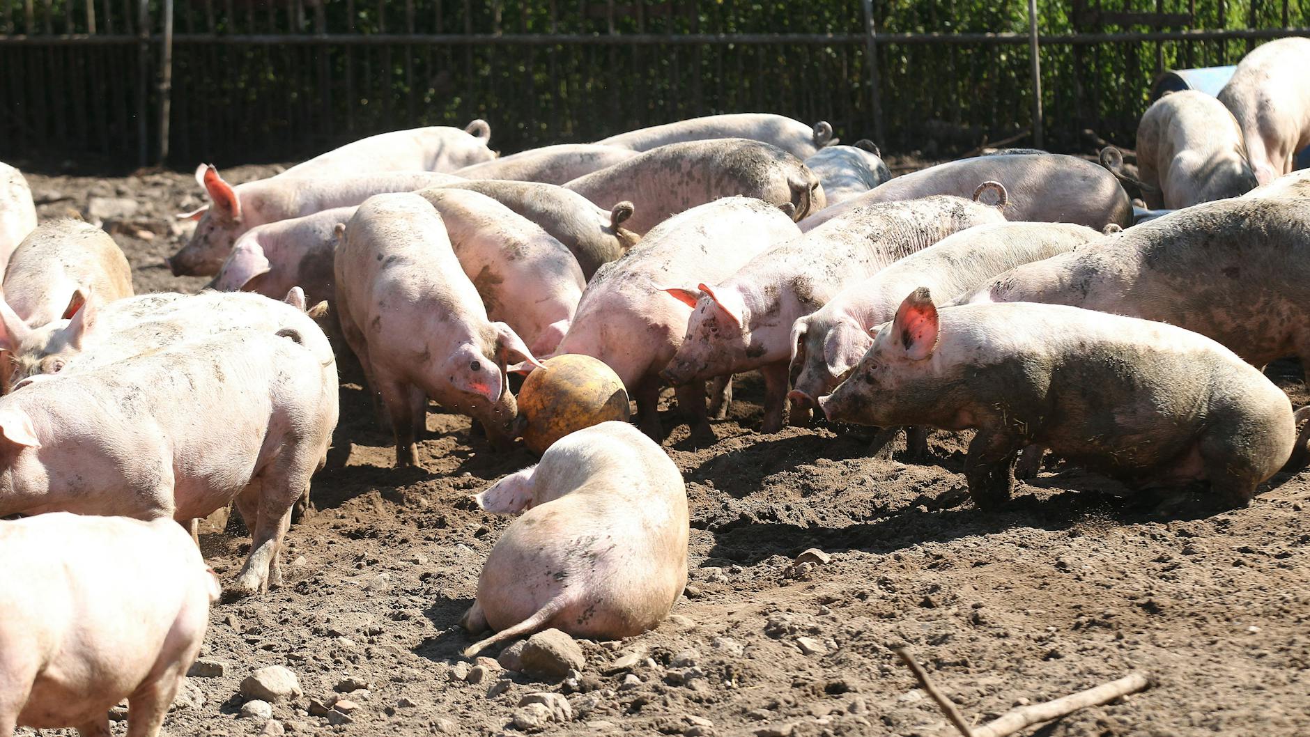 So richtig rumsauen: Das macht ein Schweineleben schön.
