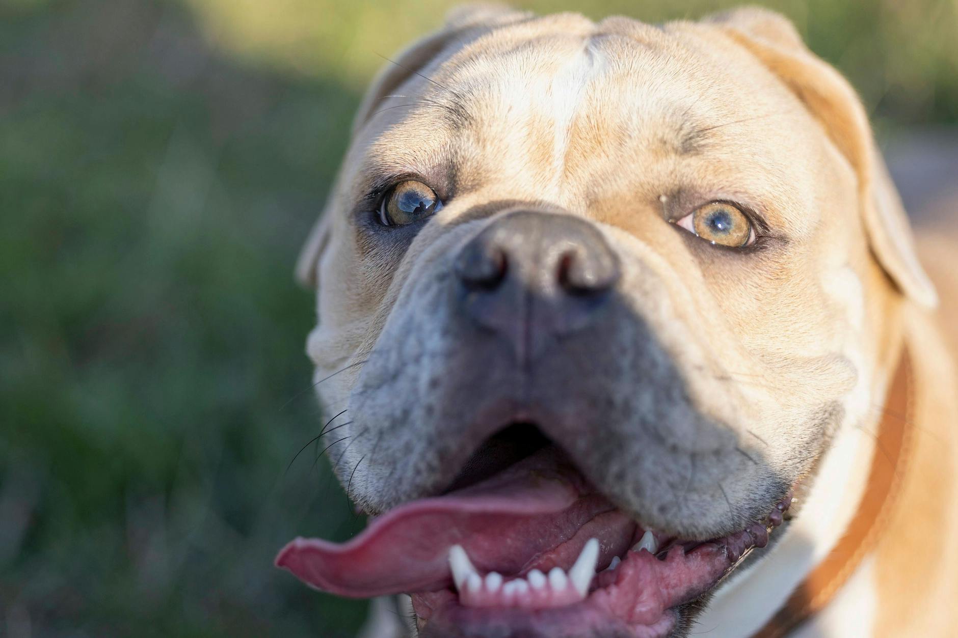 Eine Olde English Bulldogge