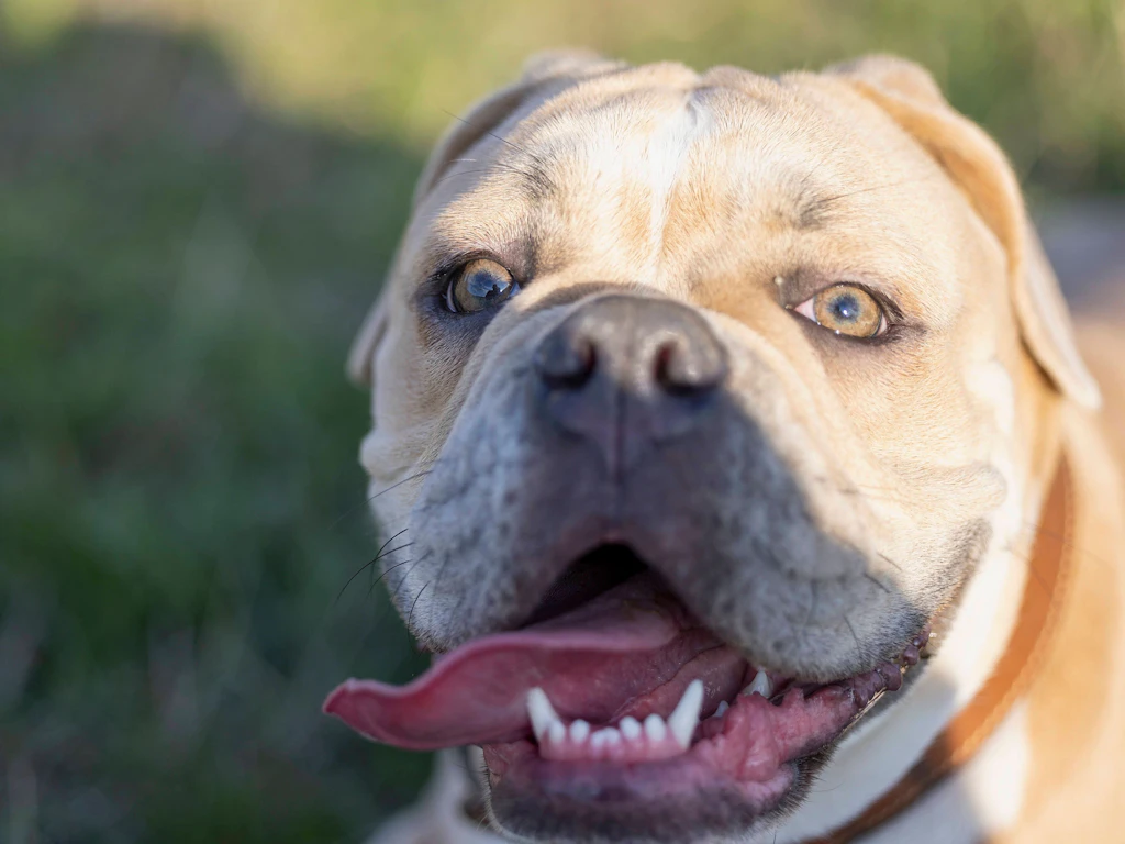 Kein Kampfhund! Kleinkind (2) in den Kopf gebissen: „Rocky“ wird eingeschläfert