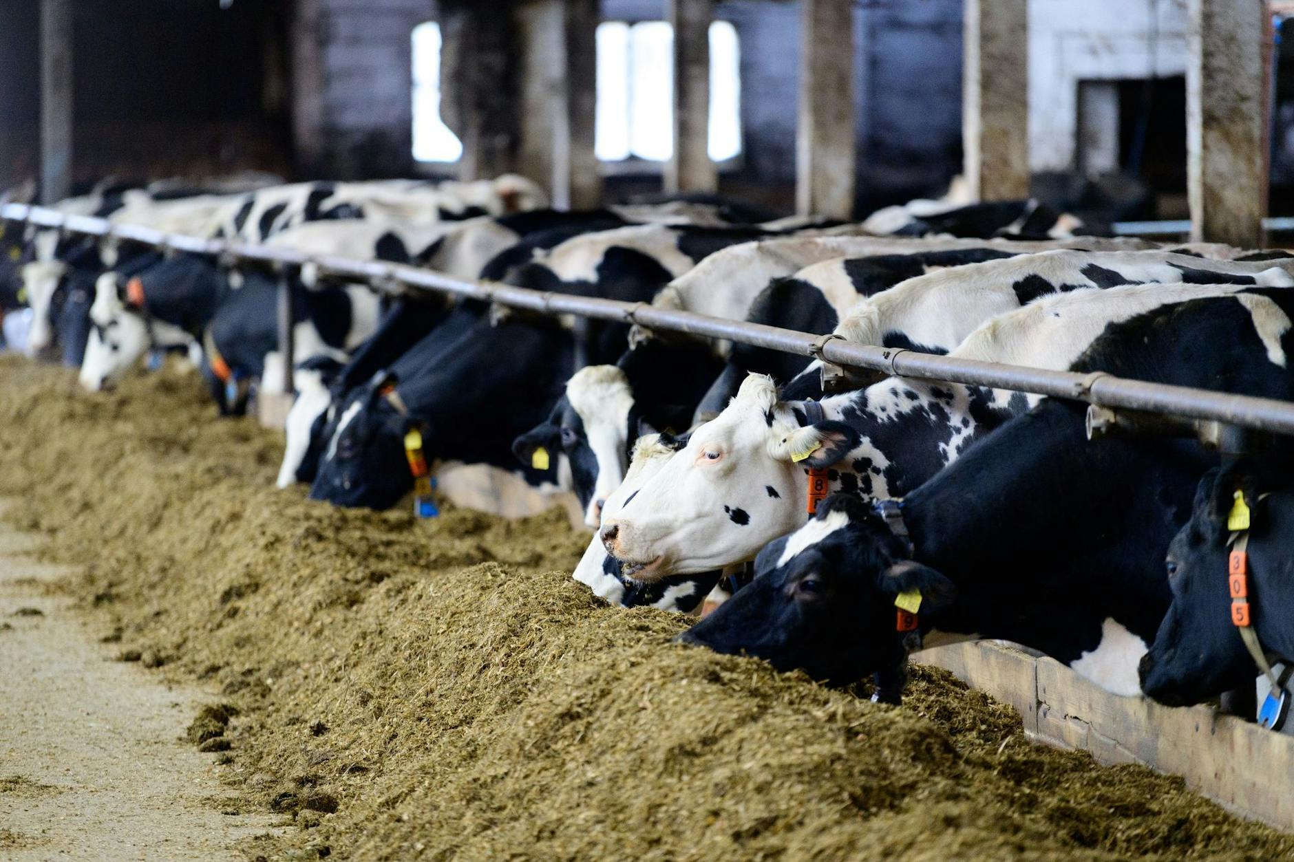 Für die Kühe soll nach dem Chef des Umweltbundesamtes eine CO2-Steuer erhoben werden.