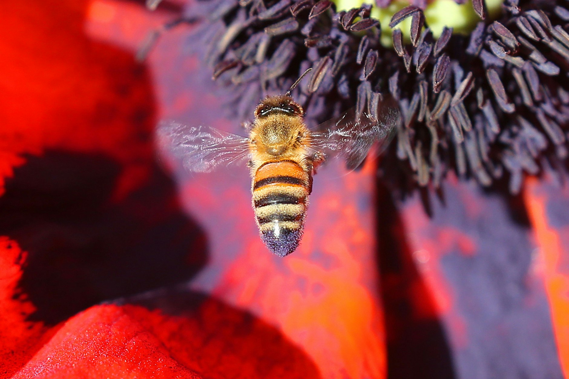 Bei strahlendem Sonnenschein fliegt eine Honigbiene die Blüte eines Klatschmohns an.