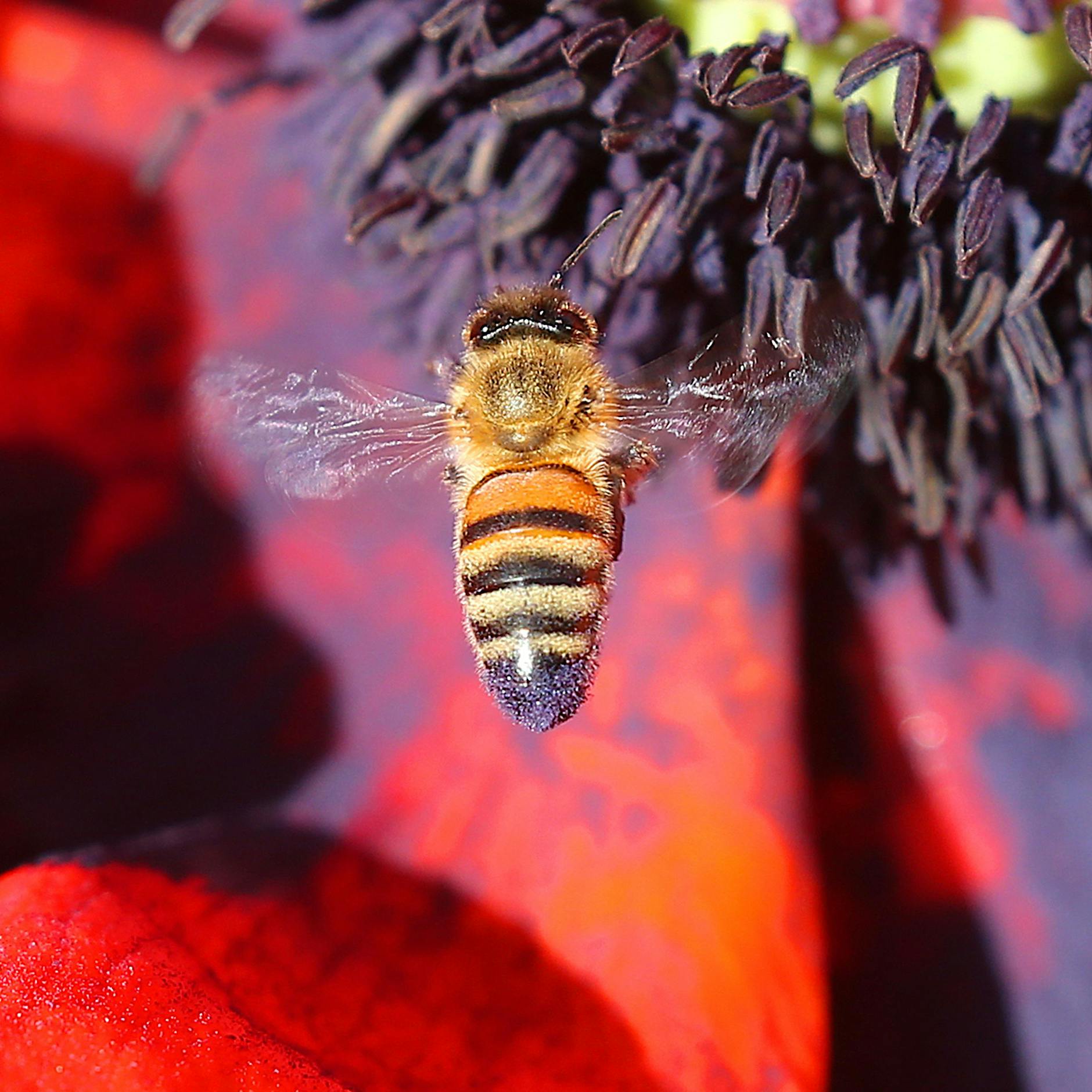 Frühstücksklassiker: „Öko-Test“ findet Gift in Honig