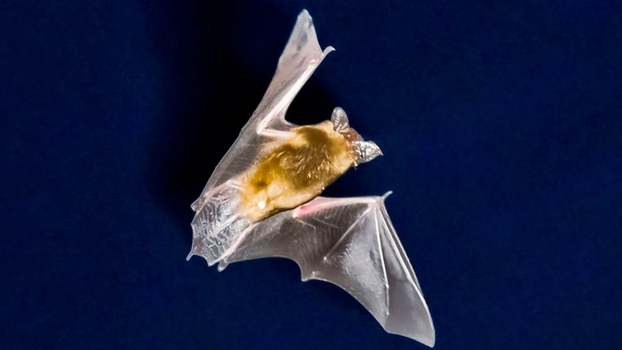 Fledermaus-Tod an Windrädern: Forscher warnen vor noch schlimmeren Folgen