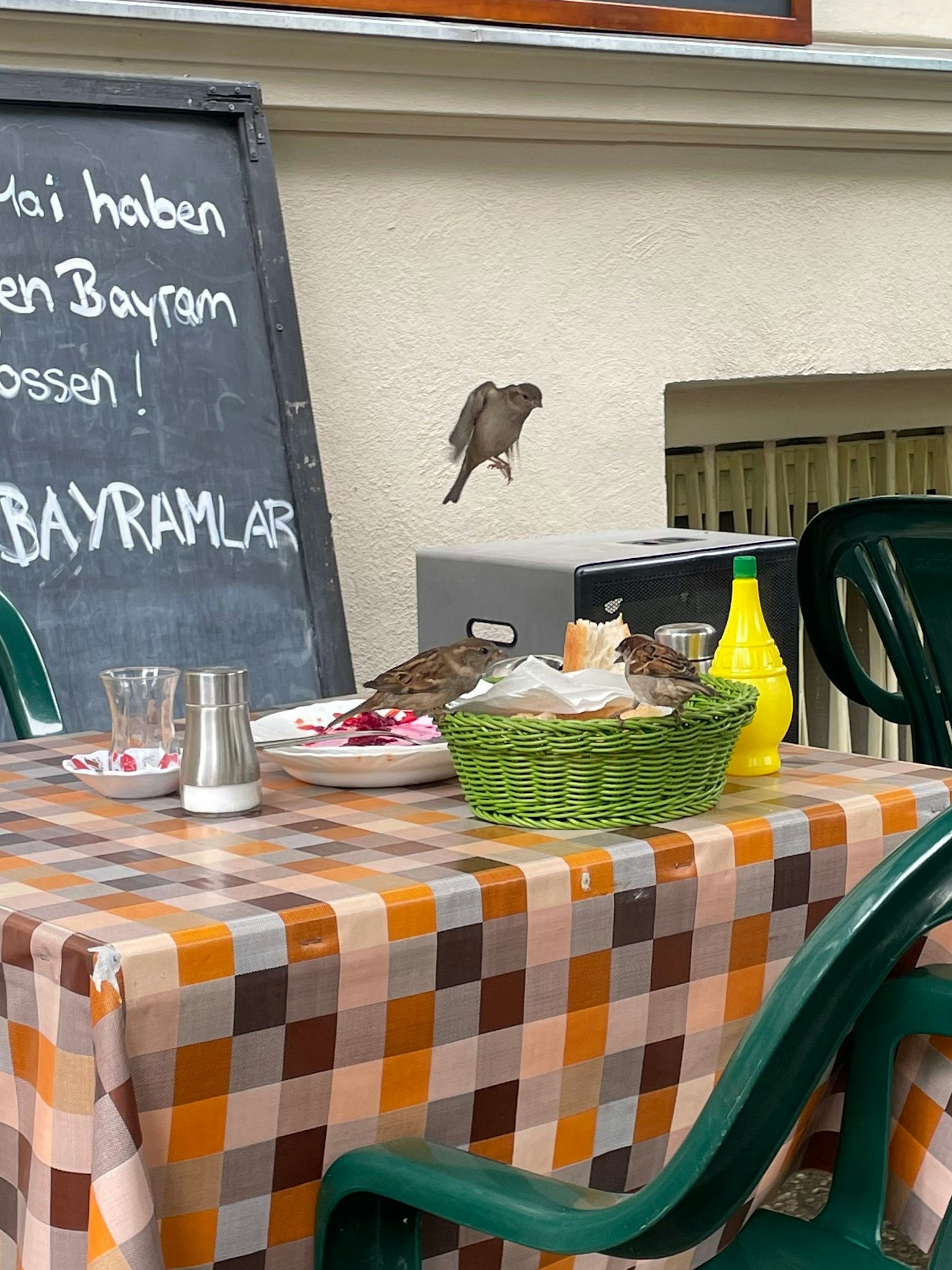 Akrobatisch und hungrig: Auch die Spatzen lieben Mercan