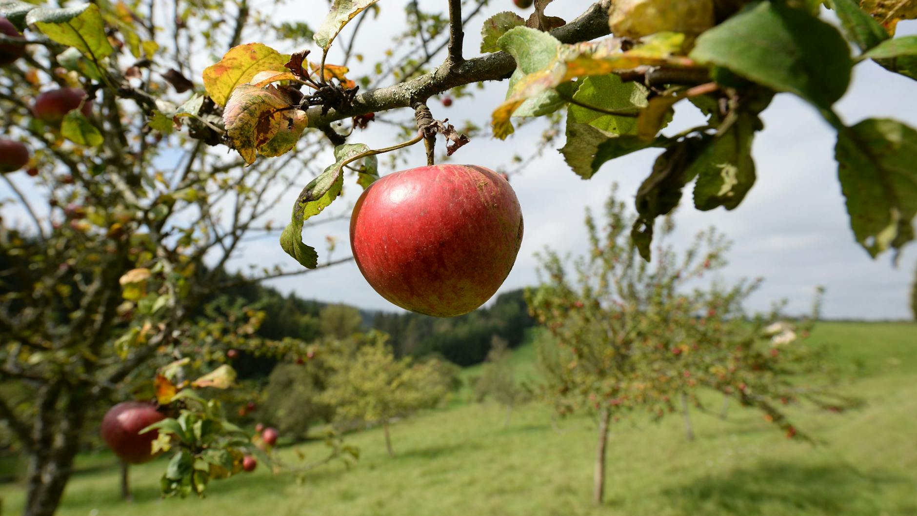 Äpfel sind auf einer Wiese mit Streuobstbäumen zu sehen. Streuobstwiesen helfen dabei, die Artenvielfalt zu sicher, gelten aber als gefährdet.