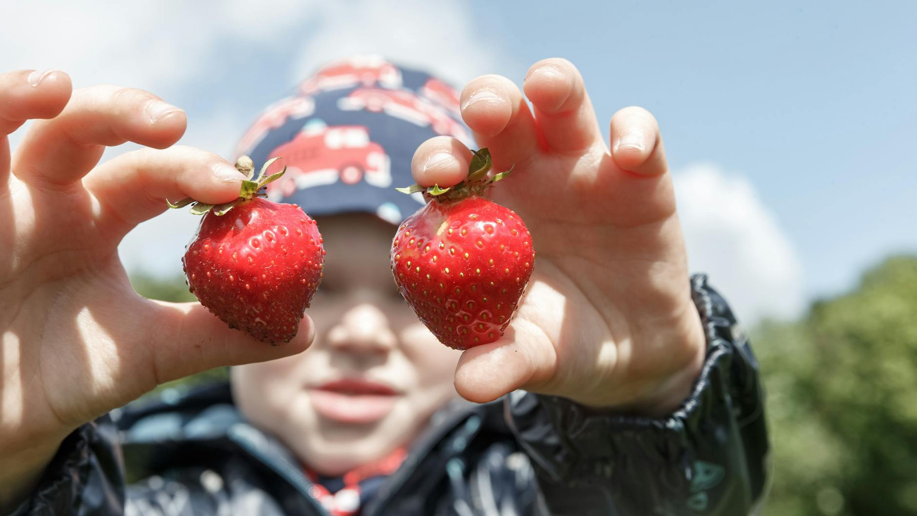 Köstliche Erdbeeren: Ein Junge zeigt auf einem Feld seine ersten dieses Jahr selbst geernteten Erdbeeren.