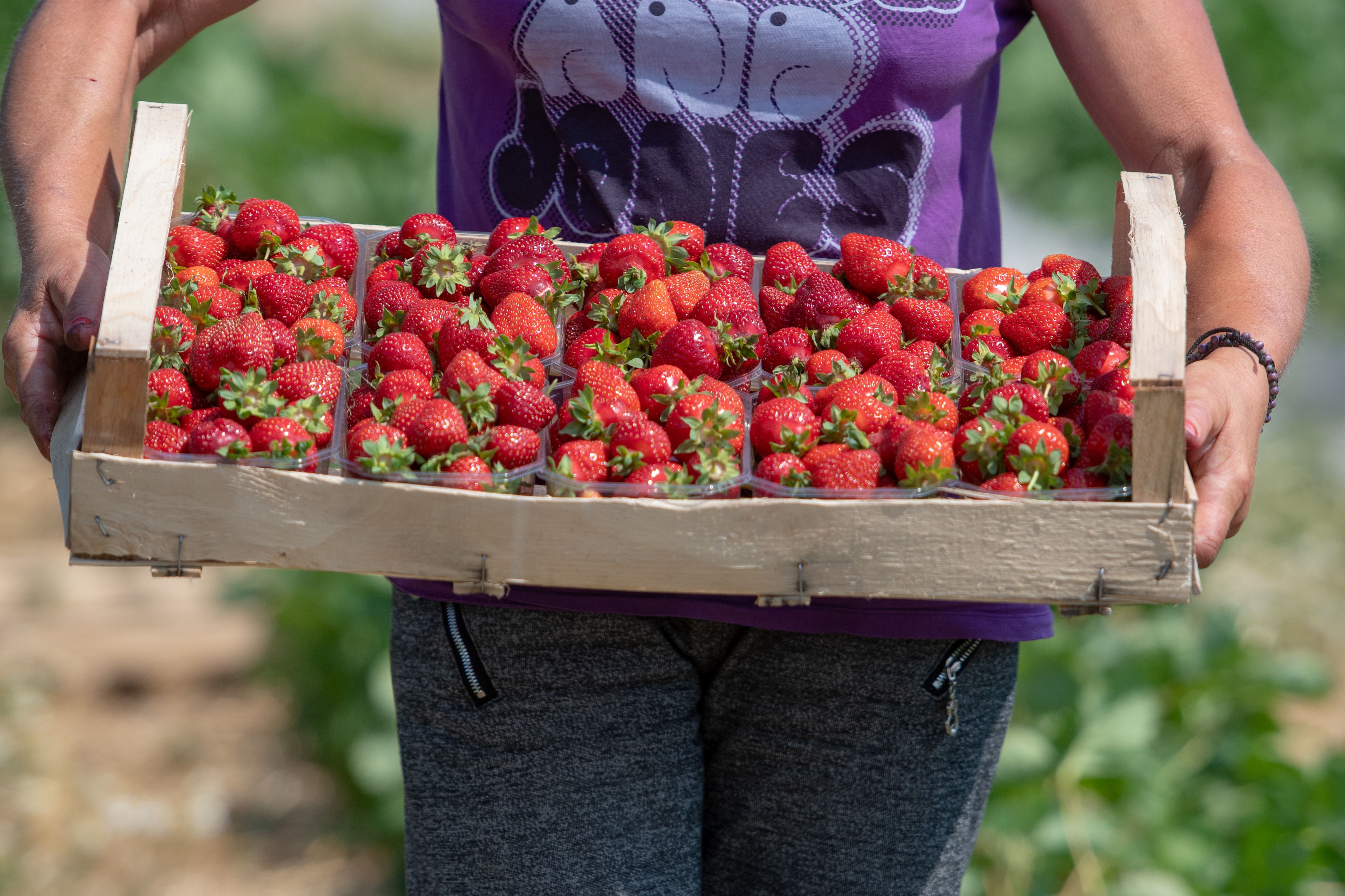 Hier können Sie am Wochenende leckere Erdbeeren selber pflücken
