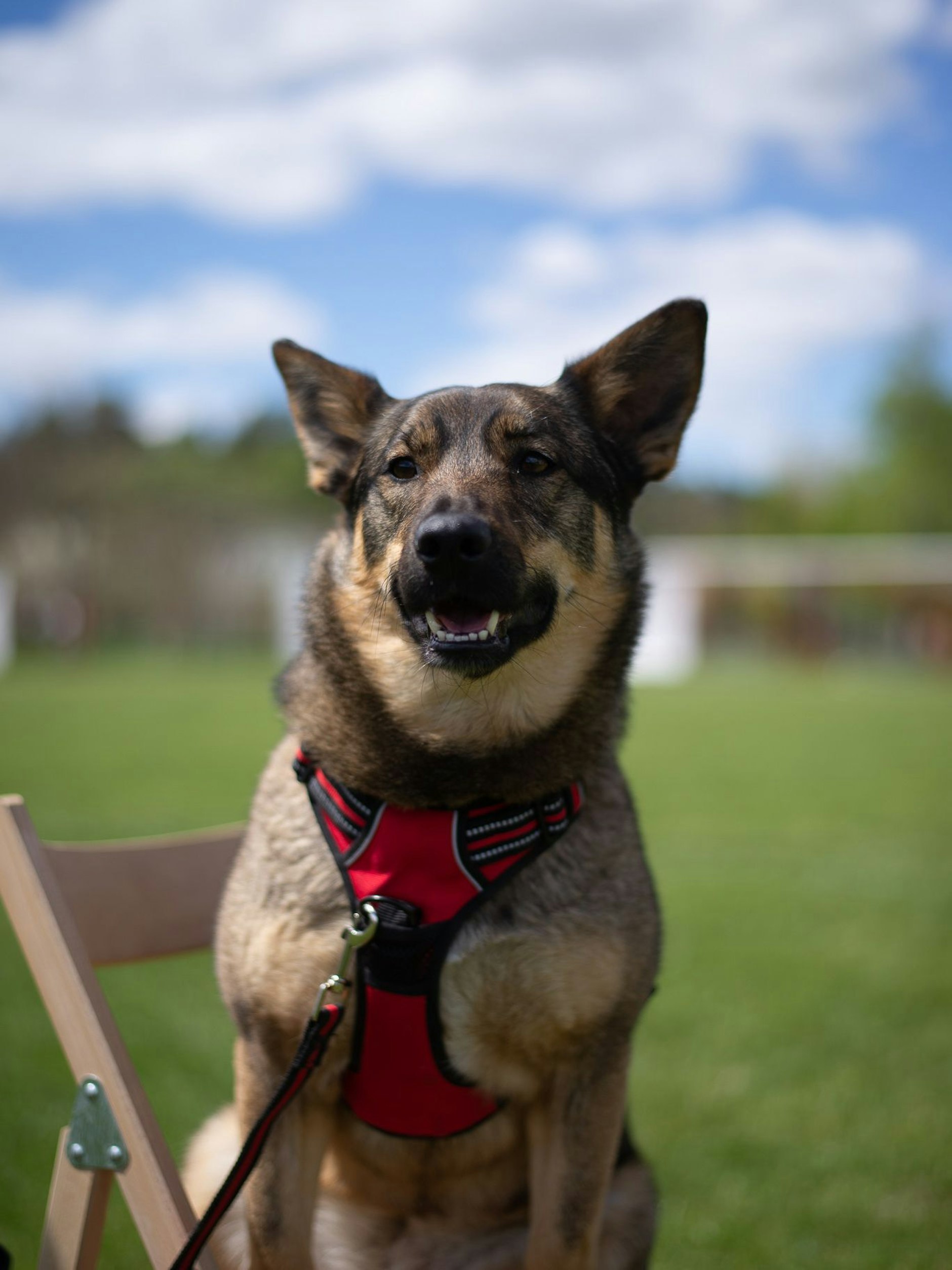 Busia wurde von der Straße geholt und zur Therapiehündin ausgebildet.