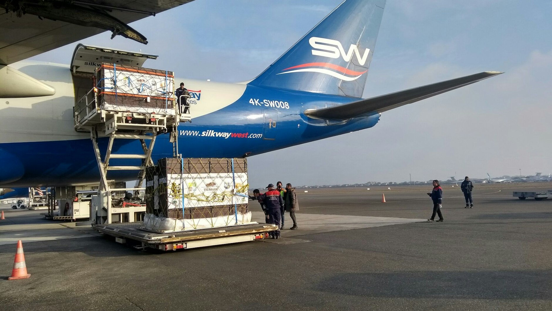 2021 wurden Wisente aus zwei schwedischen, einem tschechischen und vier deutschen Zoos in Berlin zu einer Herde versammelt und in die aserbaidschanische Hauptstadt Baku geflogen.