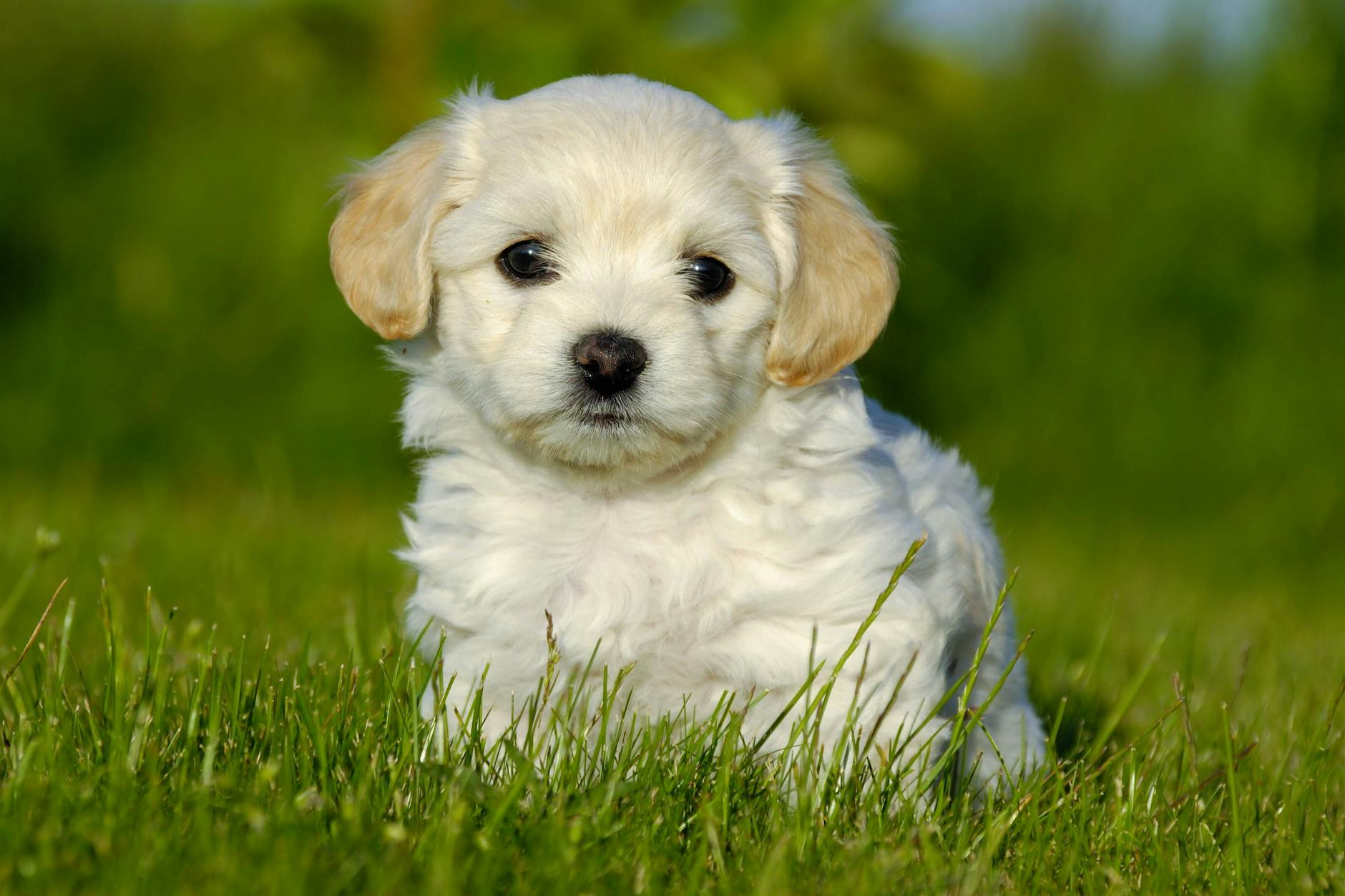 Viele Hunde leiden unter der Hitze - und freuen sich bei Spaziergängen im Sommer über kühles Gras statt über Asphalt.