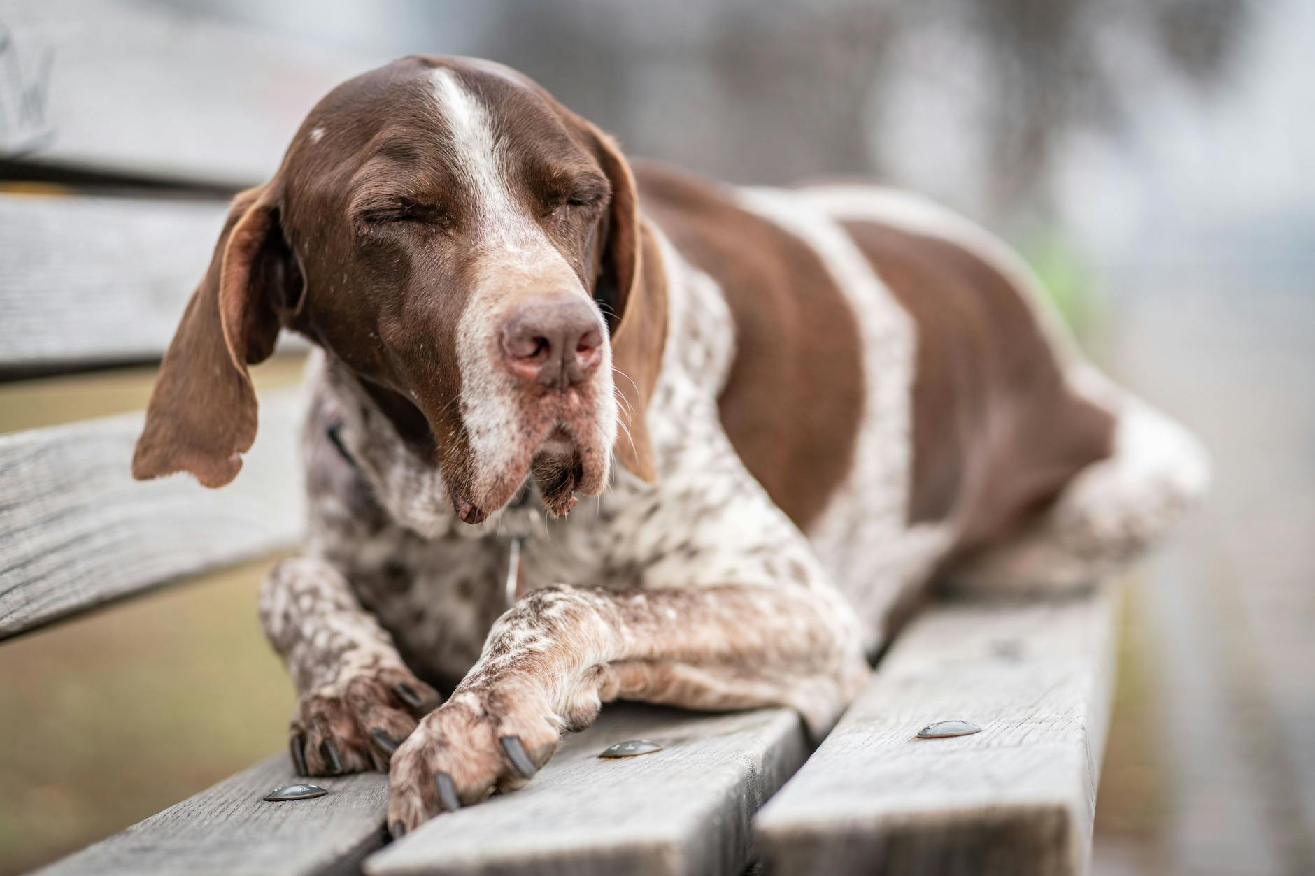 Lasst mich bloß in Ruhe mit eurem Hunderegister ...
