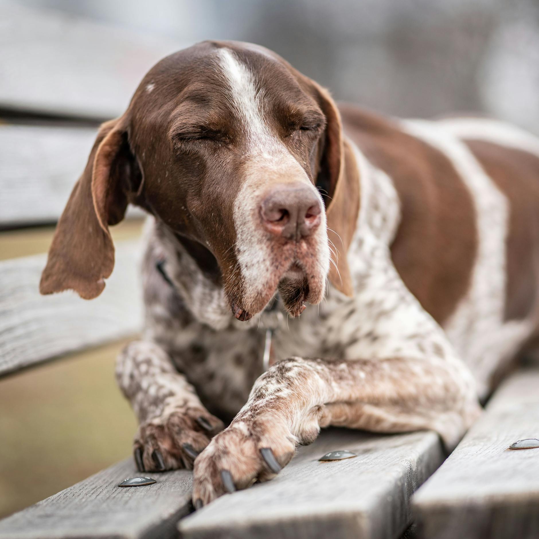 FDP will das teure Berliner Hunde-Register wegbeißen - DAS sollten Hundebesitzer jetzt wissen