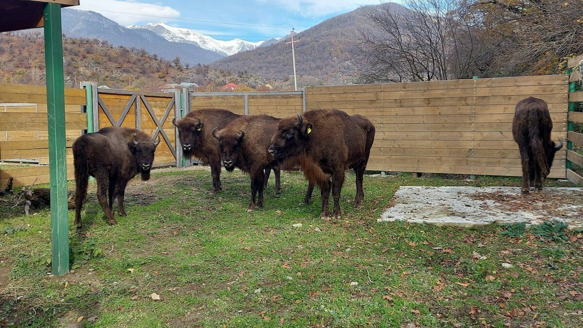 Eine gerade angekommene Wisent-Gruppe, noch im Eingewöhnungsgehege vor der Kulisse des Kaukasus.