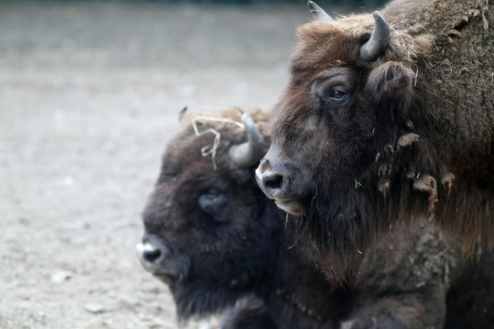 Frau und Herr Wisent: Außerhalb der Paarungszeit hat der Bulle nichts zu melden, hält  sich wie hier im Hintergrund.