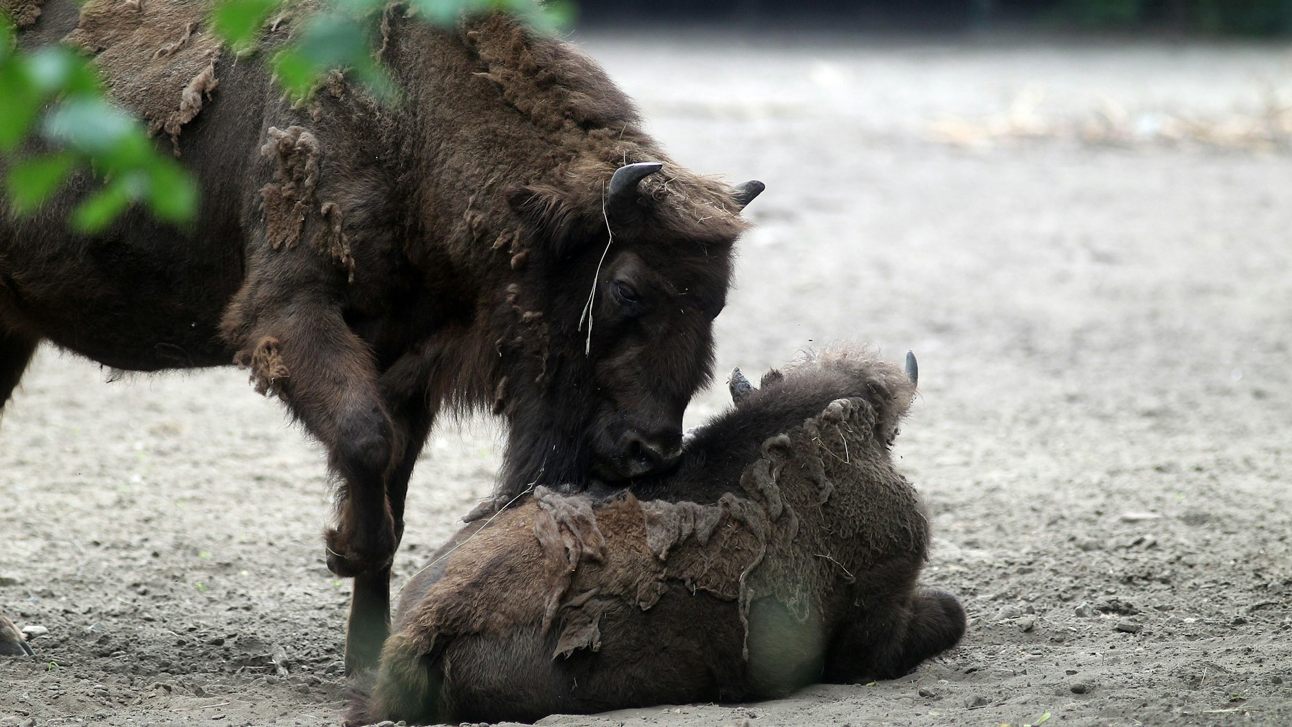 Eine erwachsene Wisent-Kuh schubbert mit der Nase über das ausfallende Winterkleid ihres Nachwuchses.