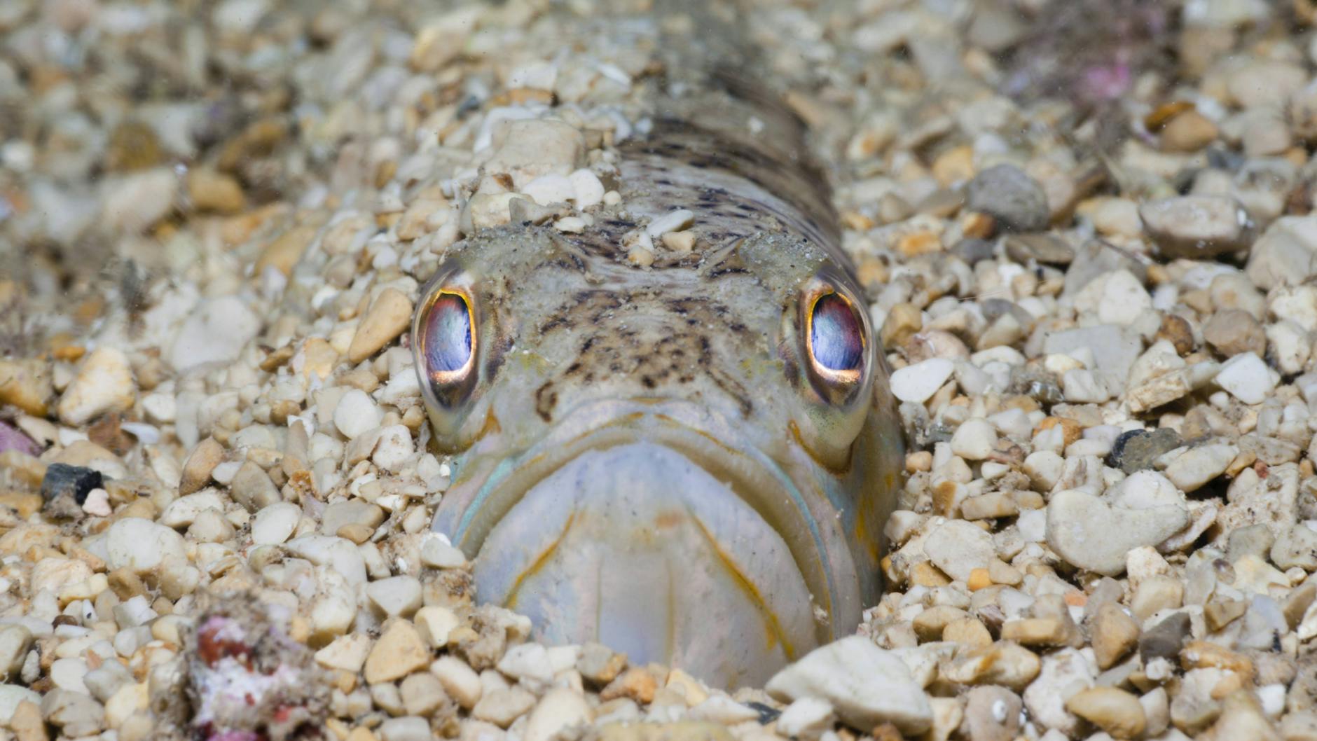 Das Petermännchen zählt zu den giftigsten Meerestieren der Welt.