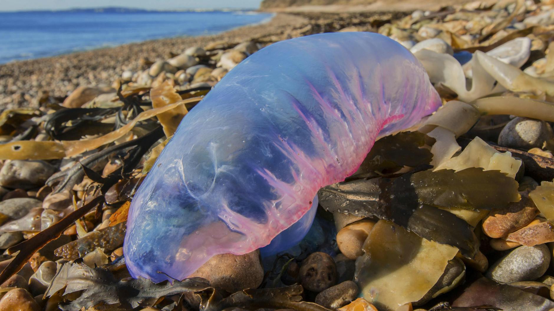 Portugiesische Galeere