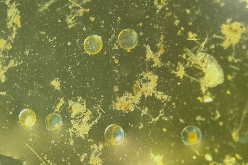 Phytoplankton spielt eine wichtige Rolle im globalen Kohlenstoff-Kreislauf.