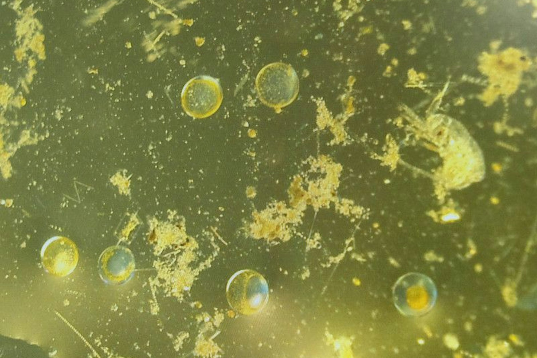 Phytoplankton spielt eine wichtige Rolle im globalen Kohlenstoff-Kreislauf.