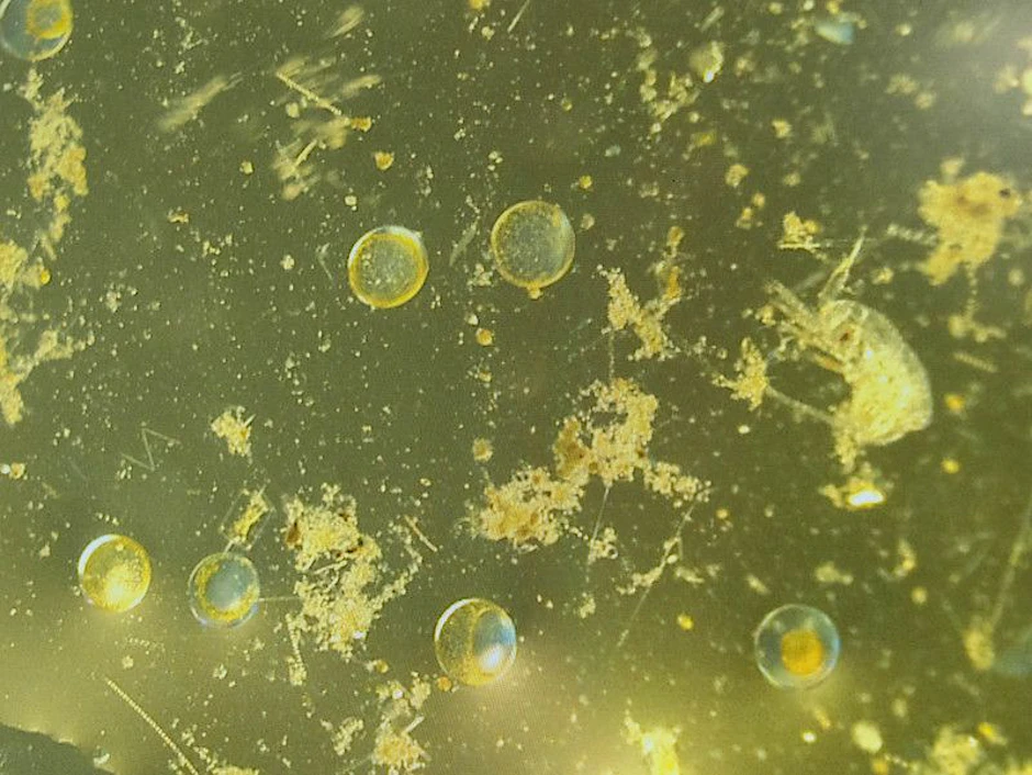 Phytoplankton spielt eine wichtige Rolle im globalen Kohlenstoff-Kreislauf.