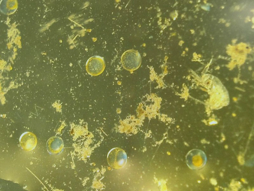 Wie Viren das Weltklima beeinflussen: Forscher machen Entdeckung in den Ozeanen
