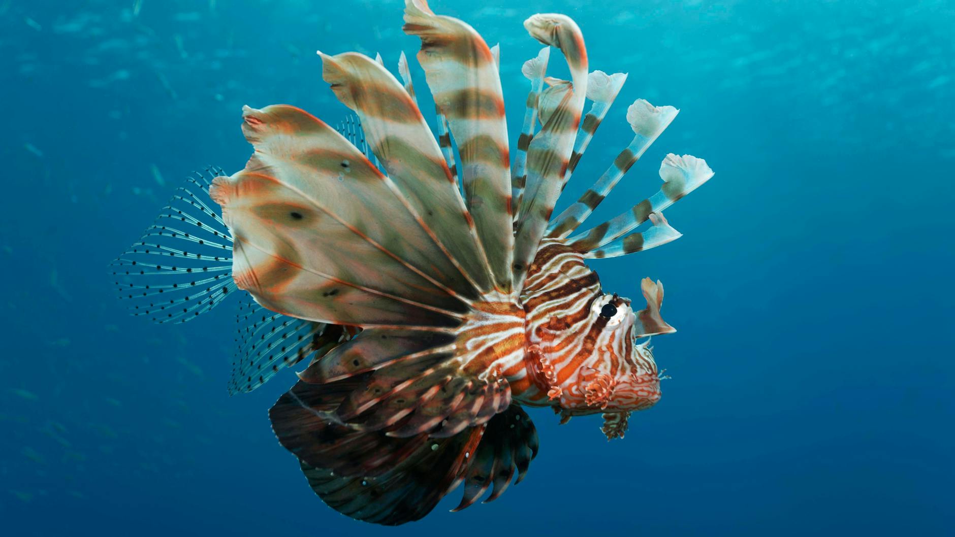 Der Indische Rotfeuerfisch