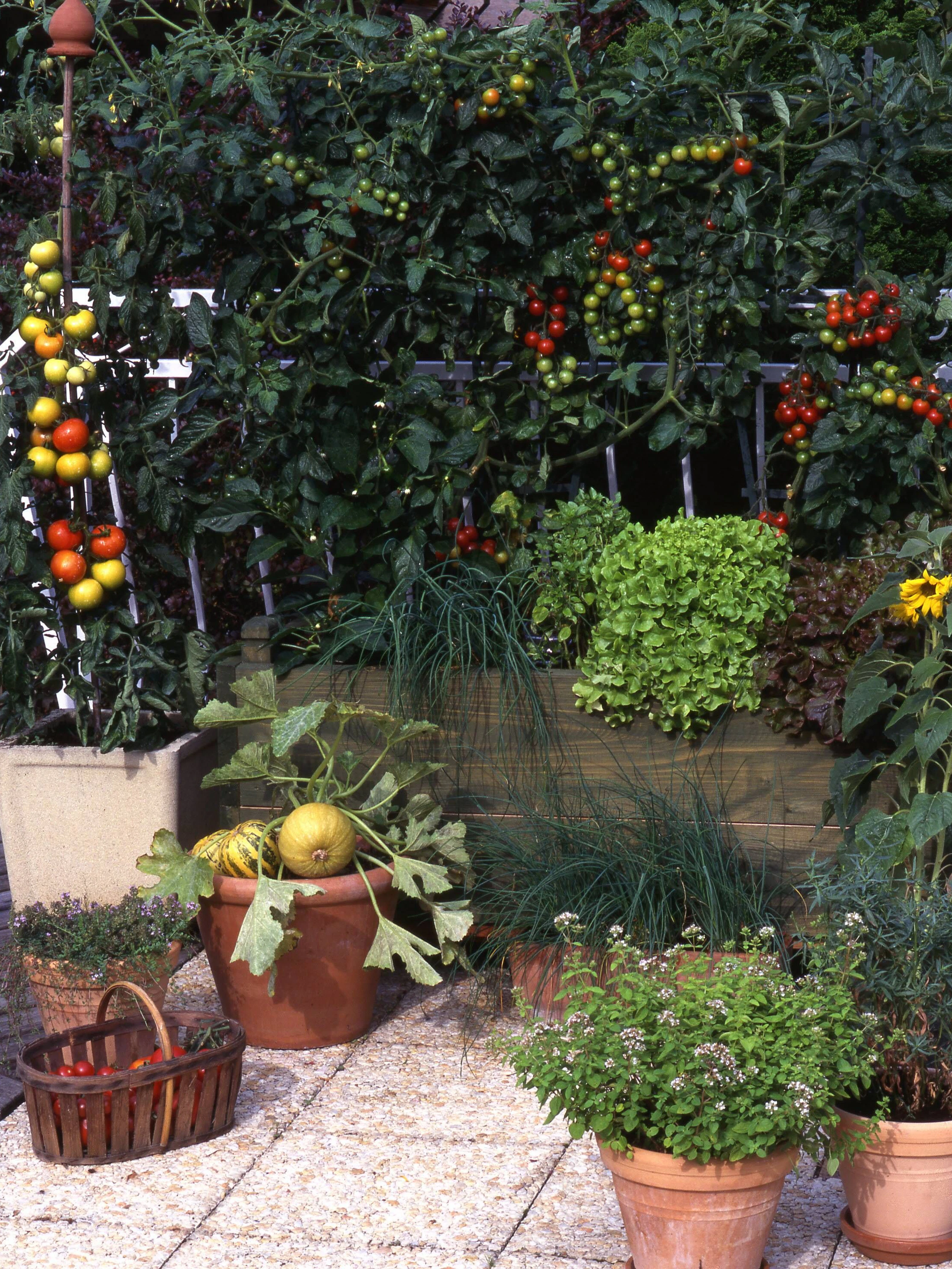 Hier wurde alles richtig gemacht: gesunde Tomaten, soweit das Auge reicht.