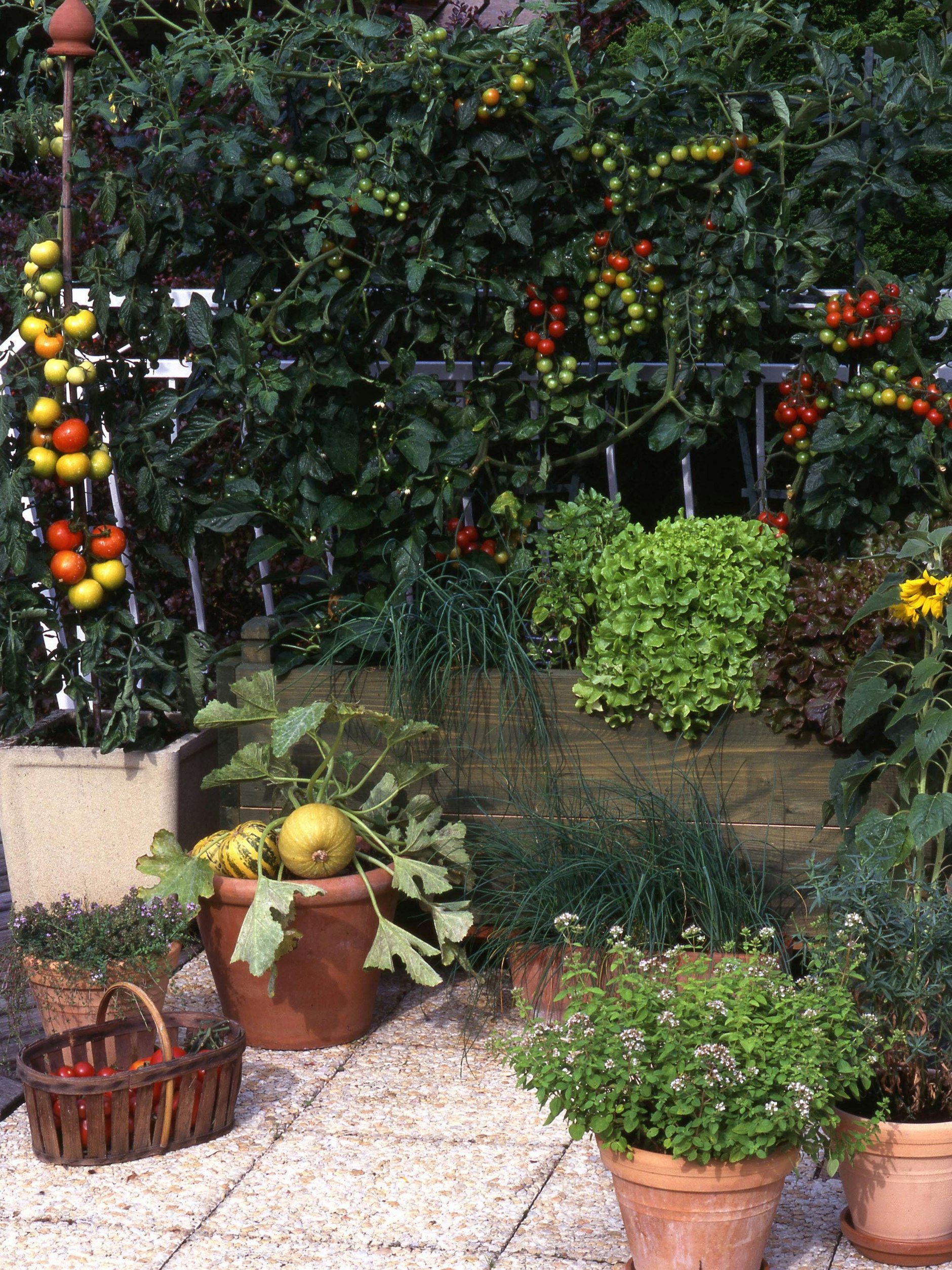 Hier wurde alles richtig gemacht: gesunde Tomaten, soweit das Auge reicht.