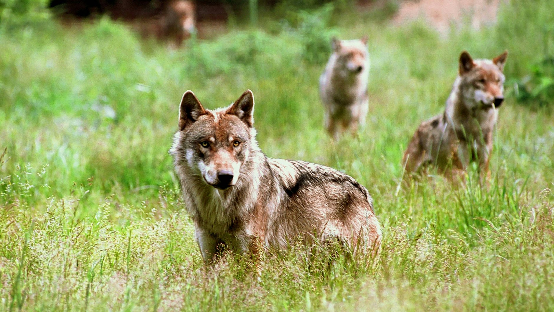 Im Wildpark Schorfheide können die Besucher auch Wölfe anschauen.