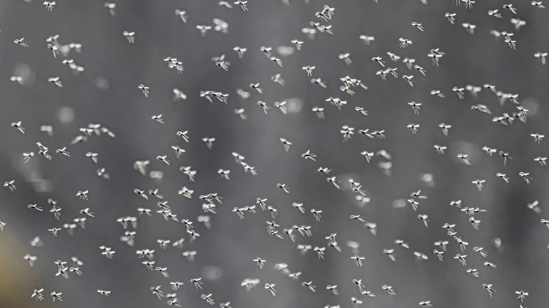 Das macht Freude! Wer einem solchen Mückenschwarm begegnet, hat danach für mehrere Tage Freude.