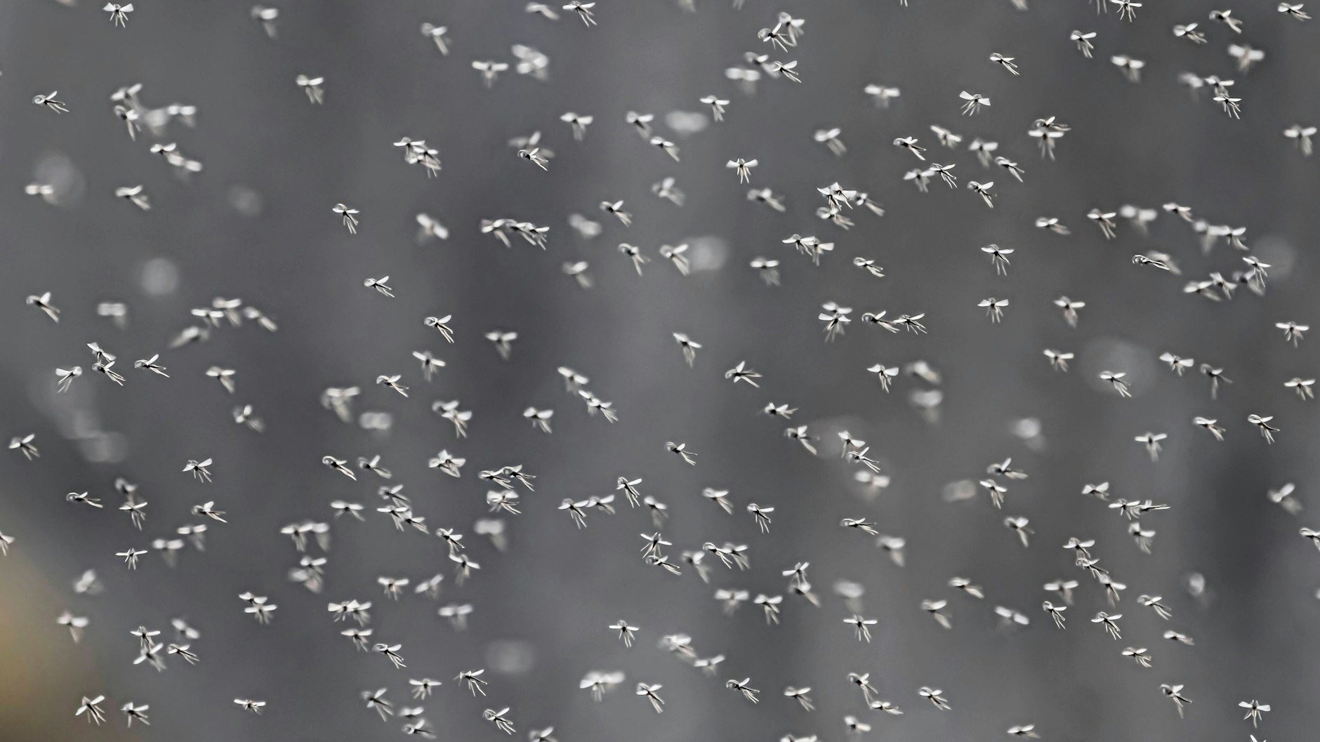 Das macht Freude! Wer einem solchen Mückenschwarm begegnet, hat danach für mehrere Tage Freude.