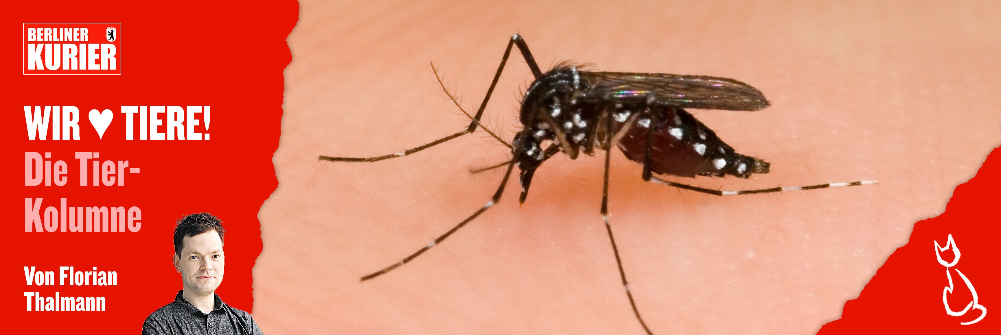 Image - Meine Wutrede über Mücken: Verpisst euch, ihr verdammten Viecher! Warum ich die Blutsauger verabscheue – und was gegen sie hilft