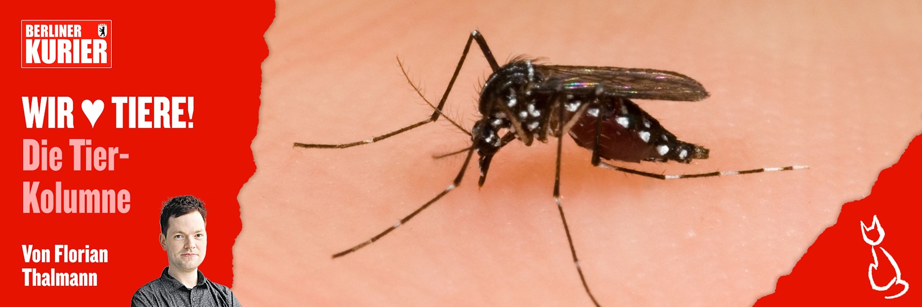 Mücken sind doof. Aber: Warum eigentlich? Das schildert KURIER-Autor Florian Thalmann in seiner Wut-Rede auf Mücken.