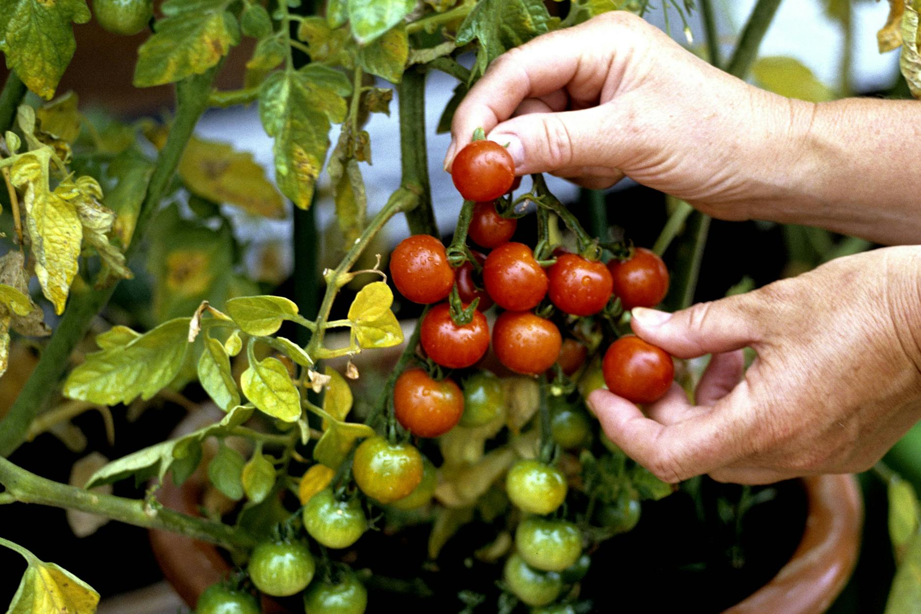 Sieht super aus: Klein und kompakt sollen junge Tomaten sein.